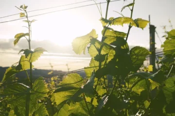 Iwanohara Heritage Redefines Japanese Viticulture