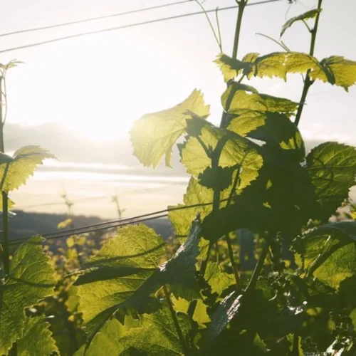 Iwanohara Heritage Redefines Japanese Viticulture