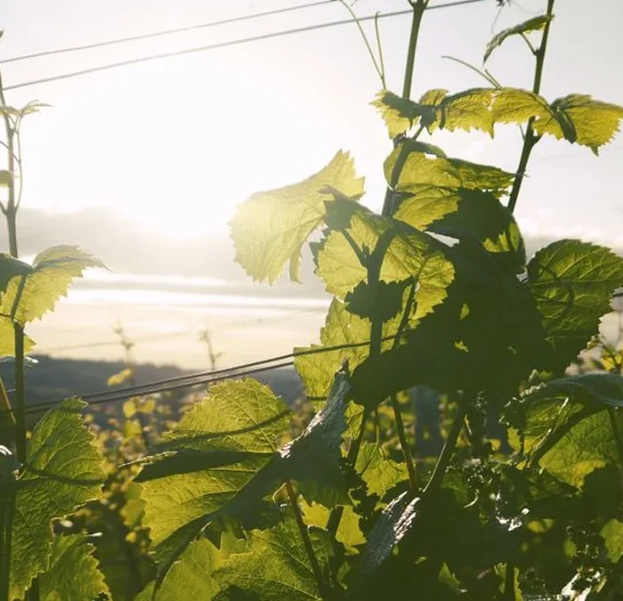 Iwanohara Heritage Redefines Japanese Viticulture