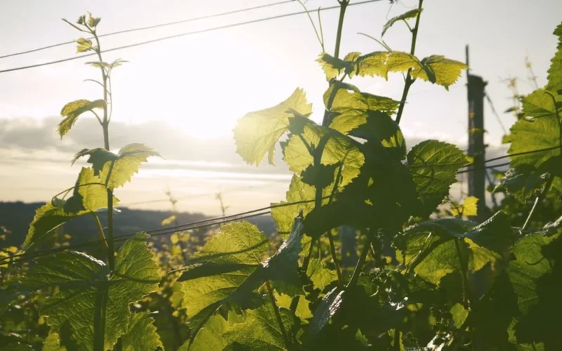 A glass of deep red Japanese wine set against a lush vineyard background.