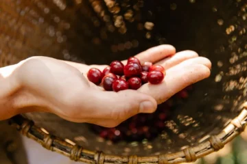 Kenyan Cooperatives Are Rewriting the Smallholder Success Story