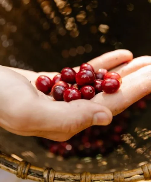 Kenyan Cooperatives Are Rewriting the Smallholder Success Story