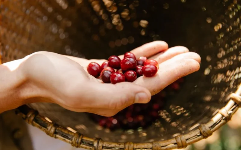Kenyan Cooperatives Are Rewriting the Smallholder Success Story