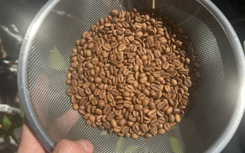 Golden coffee beans roasting in microwave with steam rising from glass bowl on wooden table.