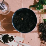 A person planting a young grapevine seedling into the ground in a small vineyard setting.