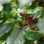 Macro shot of red coffee cherries on a branch showing internal microbial growth.