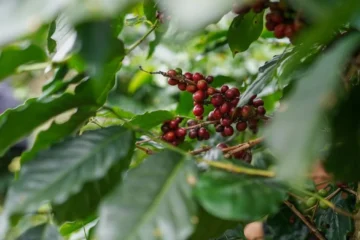 Native Fungi May Elevate Conventional Coffee to Specialty Status