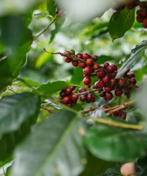Native Fungi May Elevate Conventional Coffee to Specialty Status
