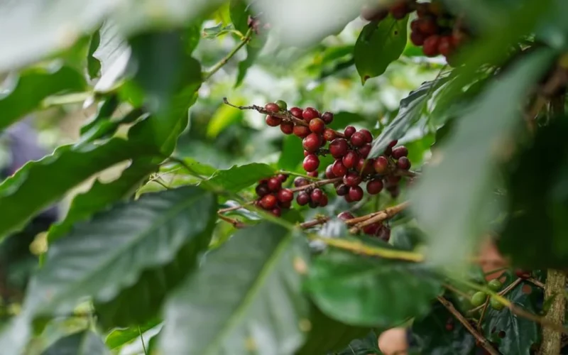 Macro shot of red coffee cherries on a branch showing internal microbial growth.