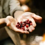 A female coffee producer in Chiapas holding ripe red coffee cherries in a plantation.