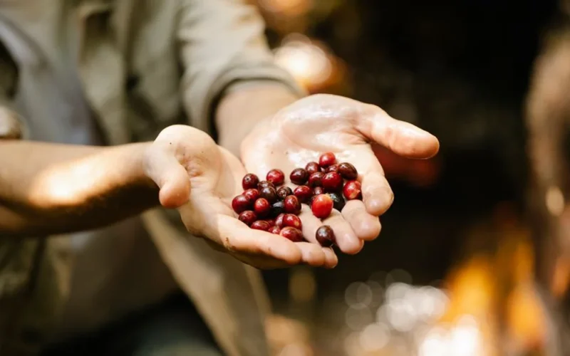 A female coffee producer in Chiapas holding ripe red coffee cherries in a plantation.