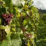 Close up of person touching grapevines in a sunny Mediterranean vineyard landscape.