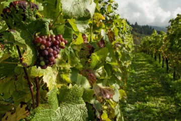 Perelada Transcends Viticulture Through Empordà Heritage