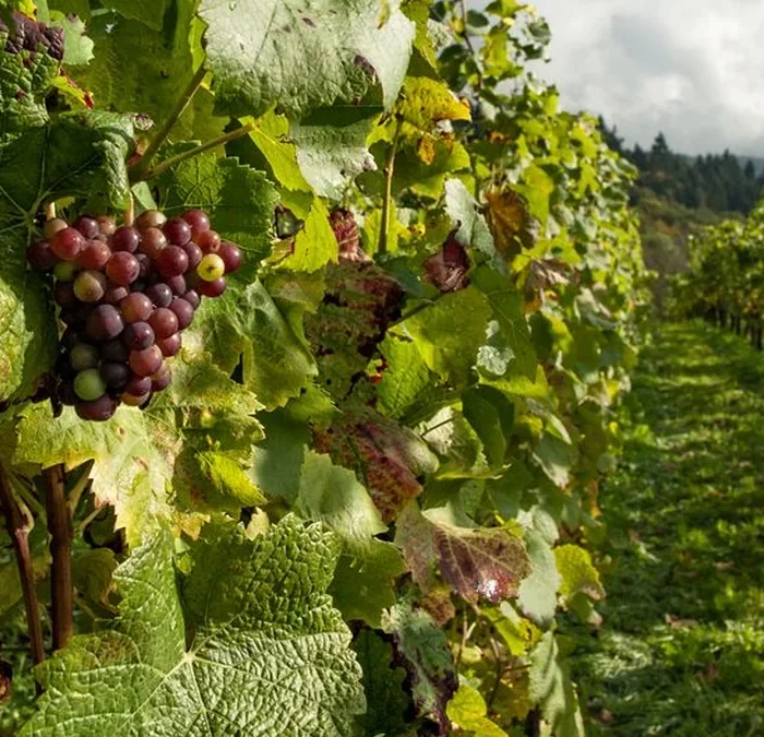 Perelada Transcends Viticulture Through Empordà Heritage