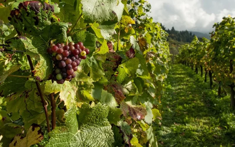 Close up of person touching grapevines in a sunny Mediterranean vineyard landscape.