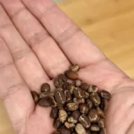 Charred coffee beans spilling from a popcorn popper with steam rising in a retro kitchen setting.