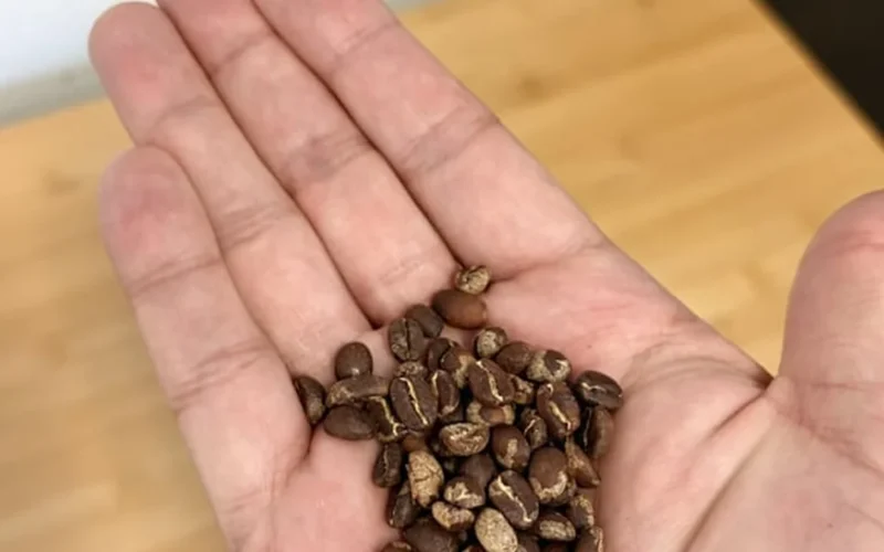 Charred coffee beans spilling from a popcorn popper with steam rising in a retro kitchen setting.