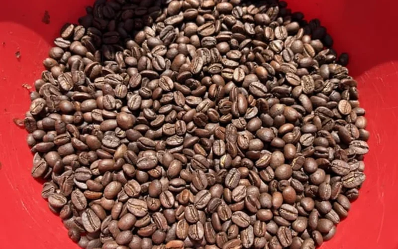 Roasted coffee beans pouring into a ceramic bowl with warm atmospheric lighting.