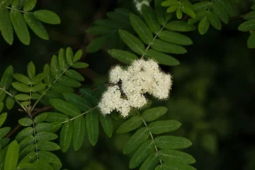 Staghorn Sumac Blossoms Offer Fragrance Without the Flavor