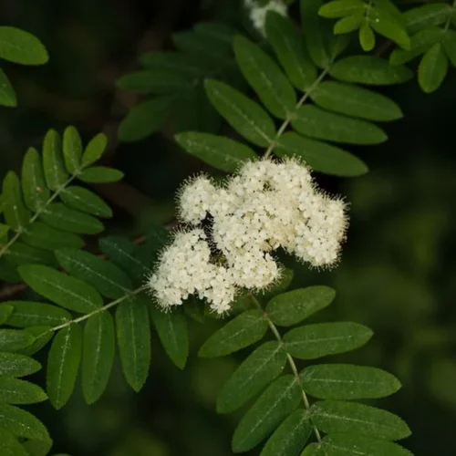 Staghorn Sumac Blossoms Offer Fragrance Without the Flavor