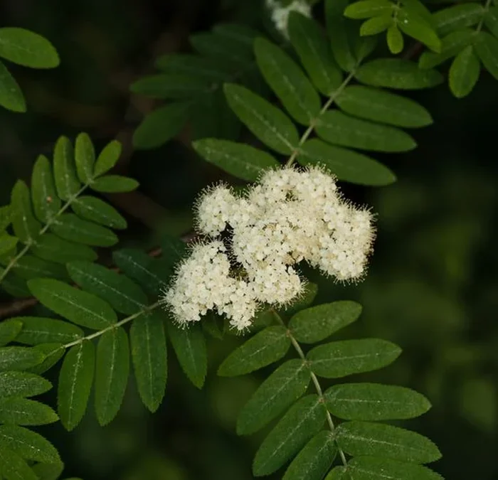 Staghorn Sumac Blossoms Offer Fragrance Without the Flavor