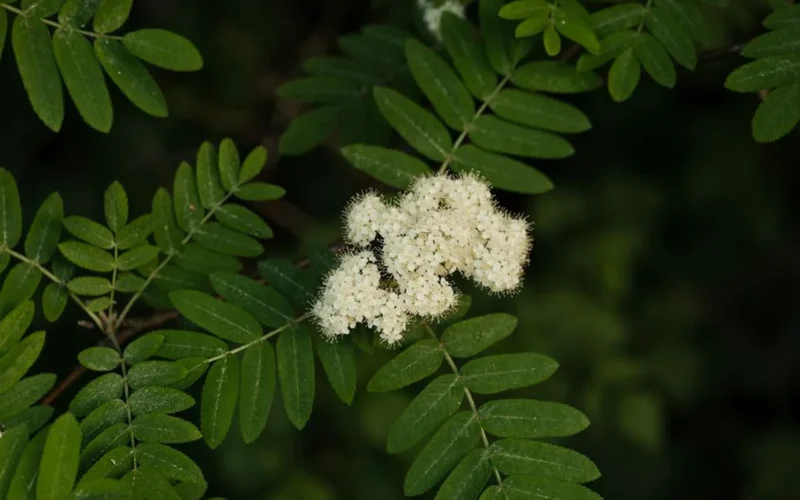 Staghorn Sumac Blossoms Offer Fragrance Without the Flavor