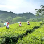 Aged pu'erh tea leaves on stone in a misty mountain landscape under golden-hour lighting.
