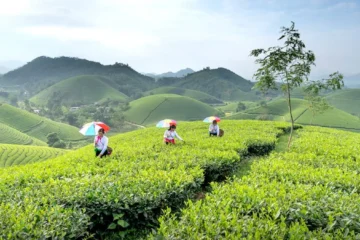 Yunnan Rock Tea Yanshangqing: A Raw Pu’erh Enigma