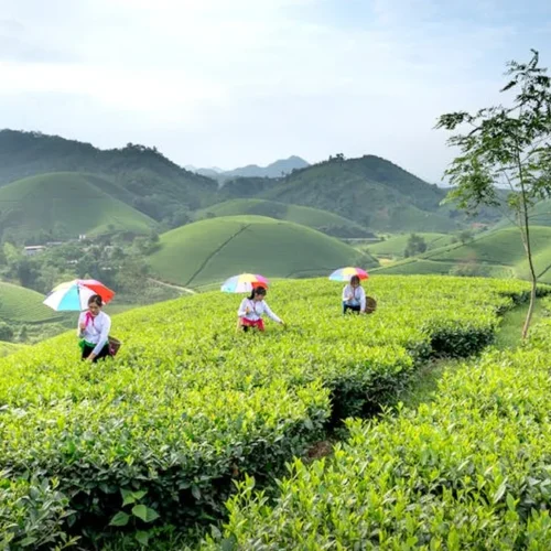 Yunnan Rock Tea Yanshangqing: A Raw Pu’erh Enigma