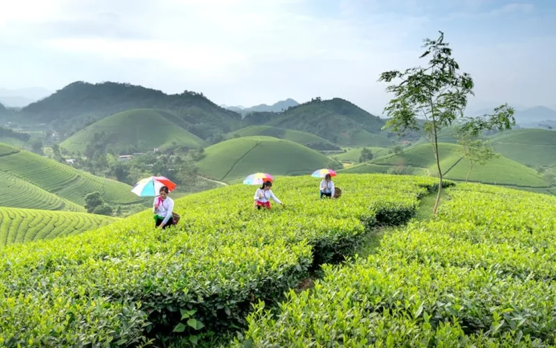 Aged pu'erh tea leaves on stone in a misty mountain landscape under golden-hour lighting.
