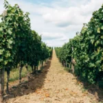 Close up of hands harvesting white wine grapes on a steep Italian hillside terrace.