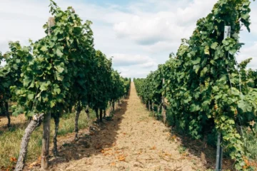 Andreola Abandons the Prosecco Label to Prioritize Terroir