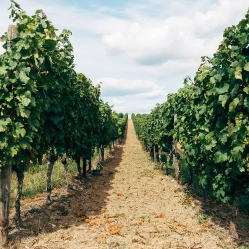 Andreola Abandons the Prosecco Label to Prioritize Terroir
