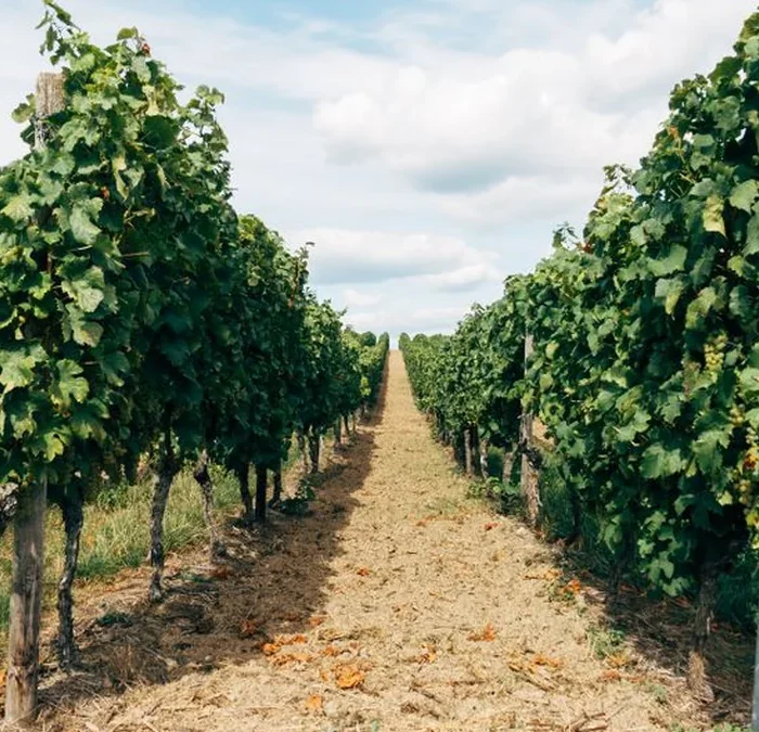 Andreola Abandons the Prosecco Label to Prioritize Terroir