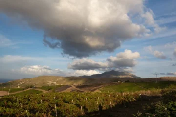 Australian wine yields hit quarter century low