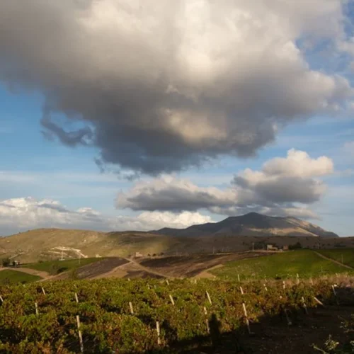 Australian wine yields hit quarter century low