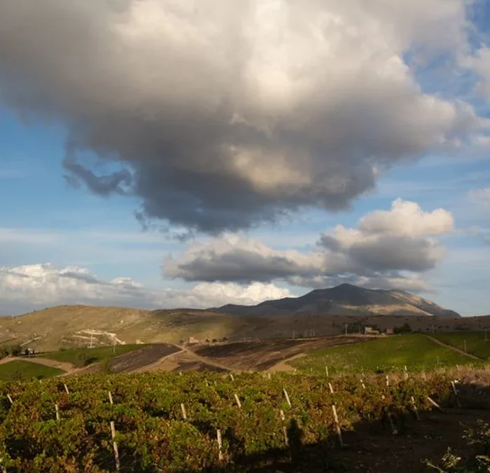 Australian wine yields hit quarter century low