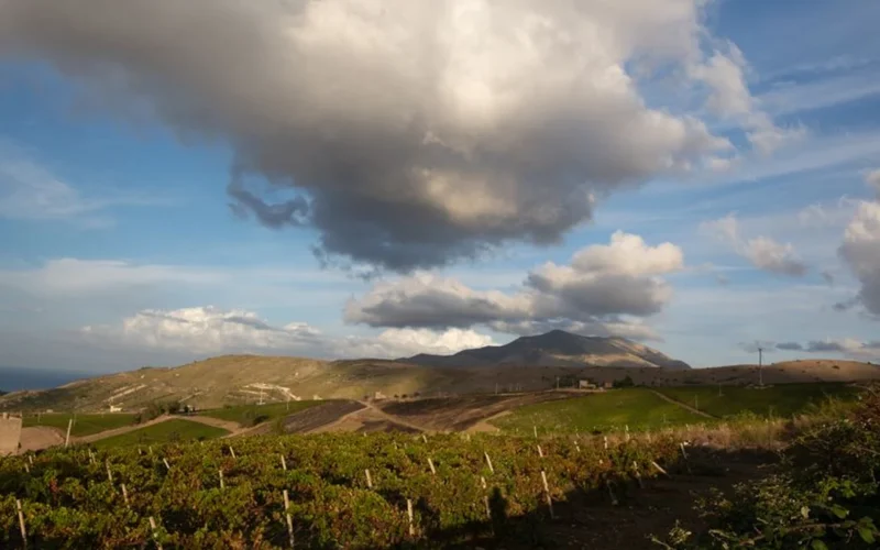 Australian wine yields hit quarter century low