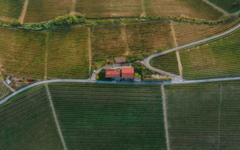 Severed grapevine stumps and bare earth in a Bordeaux vineyard during restructuring.