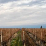 Cut grapevine stumps in a dry Bordeaux vineyard representing industry contraction and restructuring.
