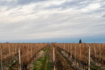 Bordeaux shipments fall below three million hectolitres as crisis deepens