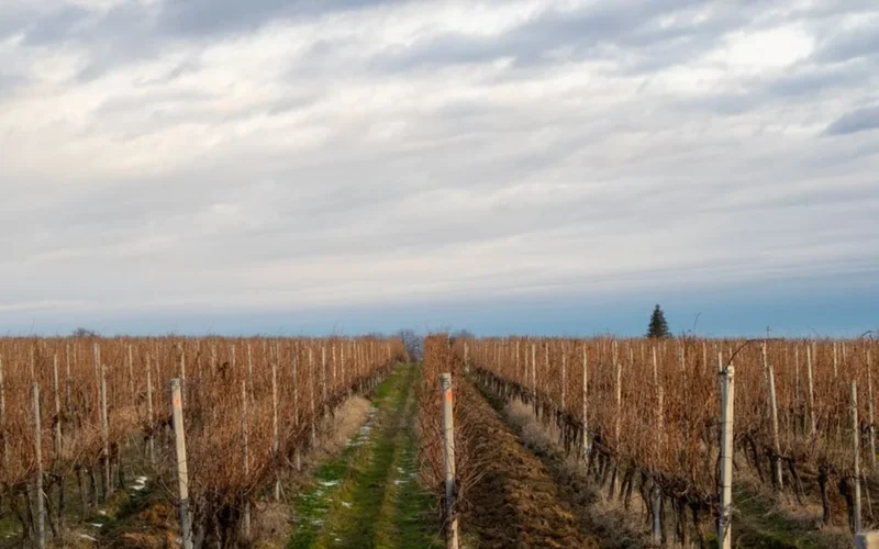 Cut grapevine stumps in a dry Bordeaux vineyard representing industry contraction and restructuring.