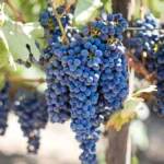 Close-up of ripe red Pinot Noir grapes growing on a vine in a sunny vineyard.