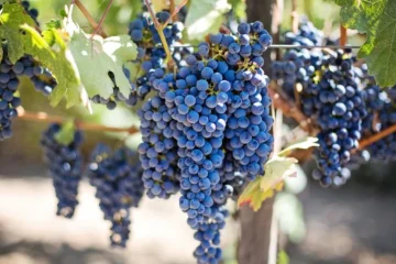 Château Punin challenges viticulture norms with Cypriot Pinot Noir