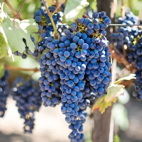 Château Punin challenges viticulture norms with Cypriot Pinot Noir