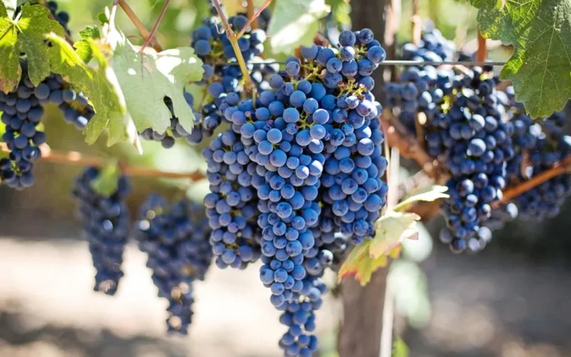 Close-up of ripe red Pinot Noir grapes growing on a vine in a sunny vineyard.
