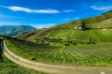Conte Vistarino uses single vineyards to redefine Oltrepò Pavese