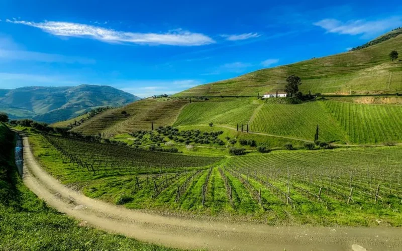 A glass of red Pinot Nero wine overlooking the Oltrepò Pavese vineyards at sunset.