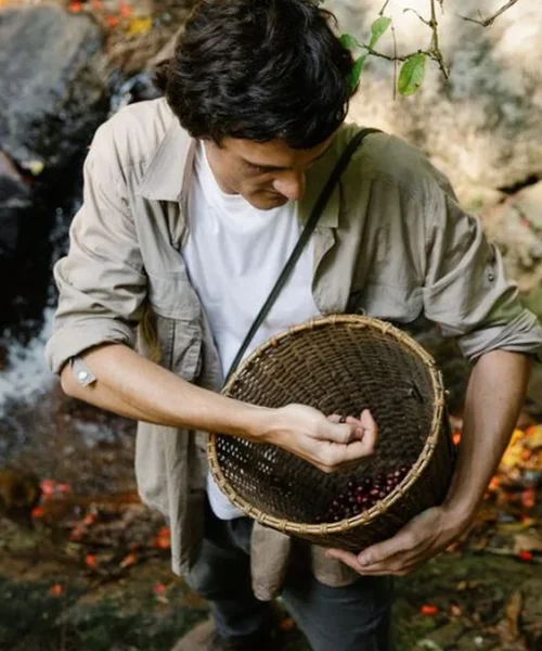 Environmental costs threaten Vietnam’s robusta dominance