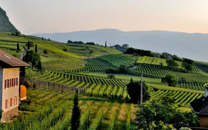 A glass of red wine on a wooden table overlooking Grand River Valley vineyards.